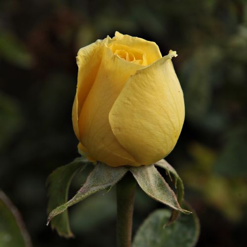 Rosa  Csodálatos Mandarin - żółty  - Róże pienne - z kwiatami hybrydowo herbacianymi - korona równomiernie ukształtowana